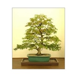 Acer Negundo (Lot de 10 graines)