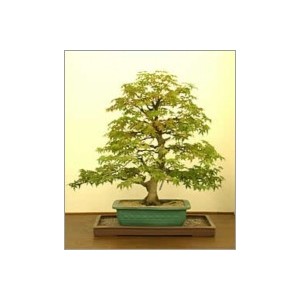 Acer Negundo (Lot de 10 graines)