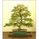 Acer Negundo (Lot de 10 graines)