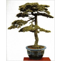 Cedrus Libani (Lot de 10 graines)