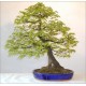 Carpinus Orientalis (Lot de 10 graines)