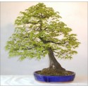 Carpinus Orientalis (Lot de 10 graines)