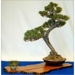 Pinus Parviflora (Lot de 10 graines)