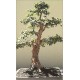 Acer Griseum (Lot de 10 graines)