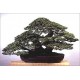 Casuarina Cunninghamiana (Lot de 10 graines)