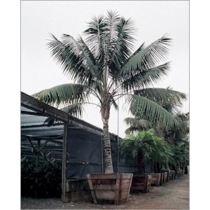 Howea forsteriana (Lot de 5 graines)