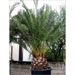 Phoenix dactylifera