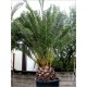 Phoenix dactylifera (Lot de 10 graines)