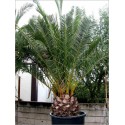 Phoenix dactylifera (Lot de 10 graines)