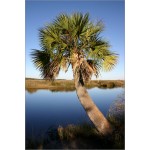 Sabal palmetto (Lot de 10 graines)