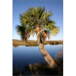 Sabal palmetto (Lot de 10 graines)