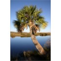 Sabal palmetto (Lot de 10 graines)