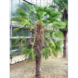 Trachycarpus fortunei (Lot de 10 graines)