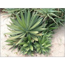 Agave horrida