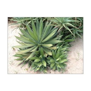 Agave horrida (Lot de 10 graines)