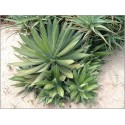 Agave horrida (Lot de 10 graines)