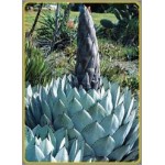 Agave parryi (Lot de 10 graines)