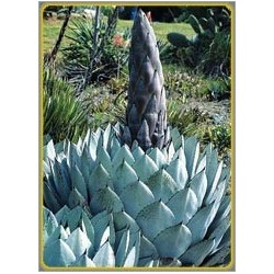 Agave parryi (Lot de 10 graines)