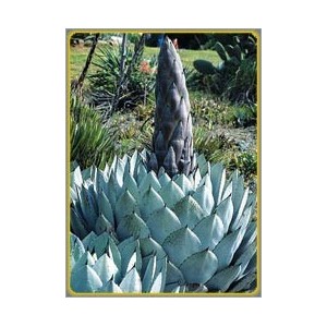 Agave parryi