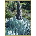 Agave parryi (Lot de 10 graines)