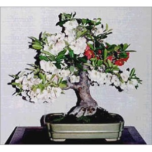 Chaenomeles Japonica (Lot de 10 graines)