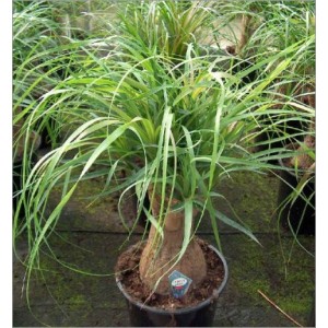 Beaucarnea recurvata (Lot de 10 graines)