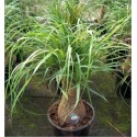 Beaucarnea recurvata (Lot de 10 graines)