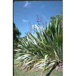 Phormium tenax (Lot de 10 graines)