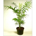 Chamaedorea elegans (Lot de 10 graines)