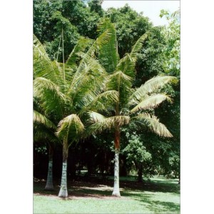 Dypsis madagascariensis (Lot de 10 graines)