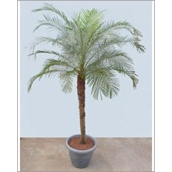 Phoenix roebelenii (Lot de 10 graines)