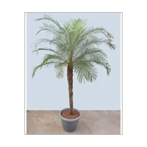 Phoenix roebelenii (Lot de 10 graines)