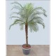 Phoenix roebelenii (Lot de 10 graines)