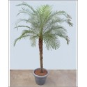 Phoenix roebelenii (Lot de 10 graines)