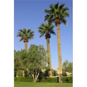 Washingtonia filifera