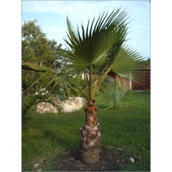 Washingtonia robusta (Lot de 10 graines)