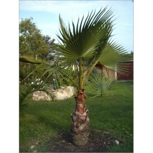 Washingtonia robusta