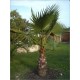 Washingtonia robusta