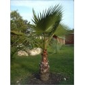 Washingtonia robusta