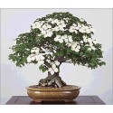 Cornus Kousa Chinensis (Lot de 10 graines)