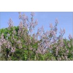 Paulownia Catalpifolia (Lot de 10 graines)