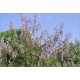 Paulownia Catalpifolia (Lot de 10 graines)