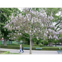 Paulownia Imperialis