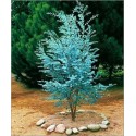 Eucalyptus Gunnii (Lot de 10 graines)