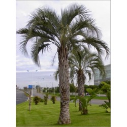 Butia Capitata (Lot de 7 graines)