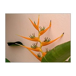 Heliconia Latispatha