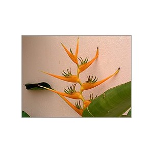 Heliconia Latispatha