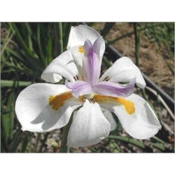 Dietes Iridoides