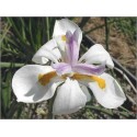 Dietes Iridoides