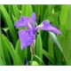 Iris Laevigata (Lot de 10 graines)